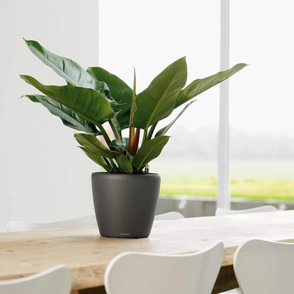 Lechuza Classico LS 21 Black High Gloss, Self-Watering Round Planter, D8.3 H7.9 in