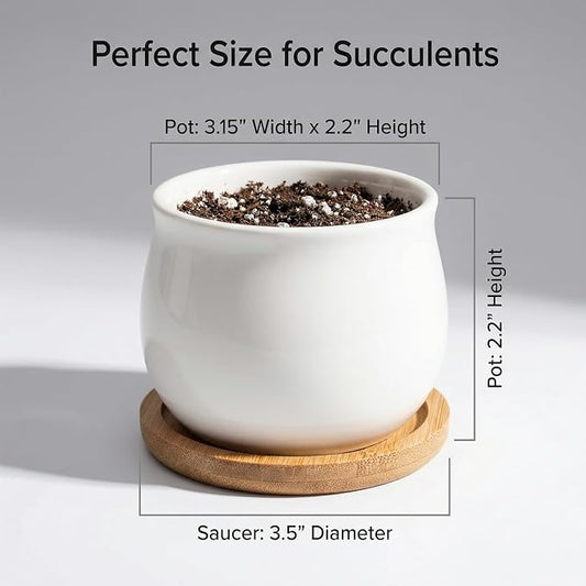 SHECIPIN 24 Pcs 2.5 Inch Small Succulent Pots with Drainage & Bamboo Trays - Assorted Small Succulent Planters Bulk for Home Office Garden Decor