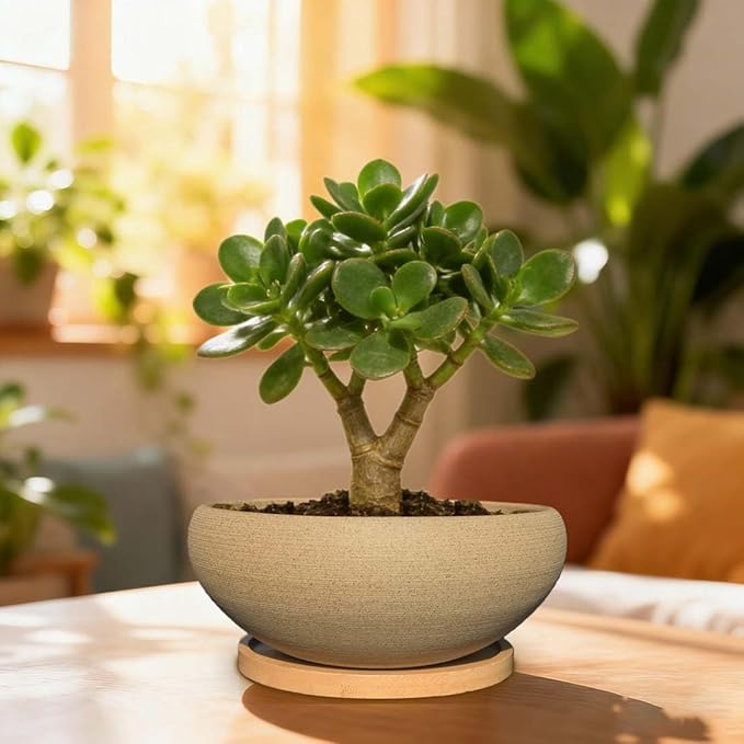 MUZHI 2 Pack 8+6 Inch Plant Pot - Natural Unglazed Ceramic Bonsai Pot with Bamboo Saucer, Large Vintage Clay Shallow Planter Pot with Drainage Hole
