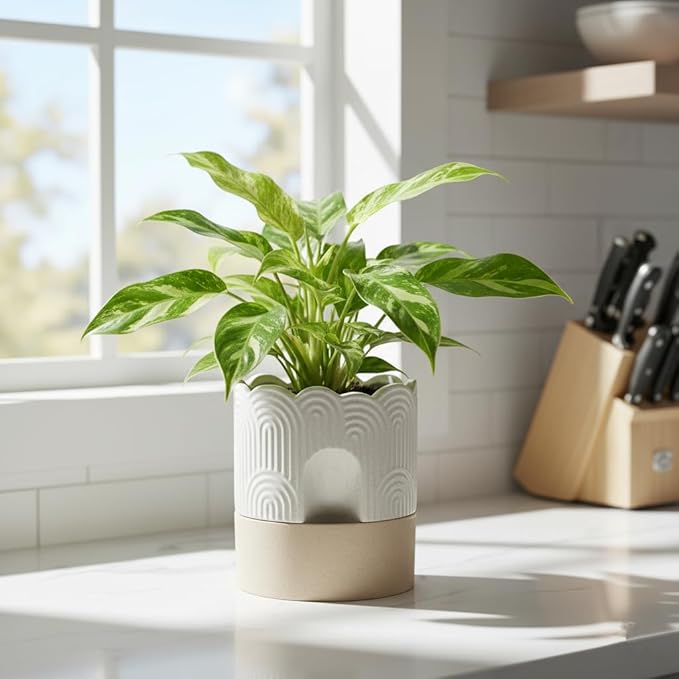 Nihow Ceramic Self Watering Pots for Indoor Plants, 6 Inch,Beige | Visible Water Level Fill Port,Planter with Cotton Wick,Water Storage Plus, Cylinder Round Flower Pot, Succulent/Herbs/Violets