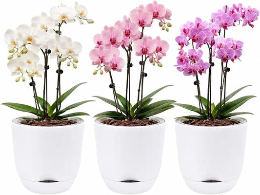 7.2Inch White Orchid Pots with Holes for Repotting, Double-Layer Plastic Self Watering Flower Pots for Indoor Plants with Drainage Holes, Clear Orchid Pot Match Decorative Orchid Container, 3 Packs