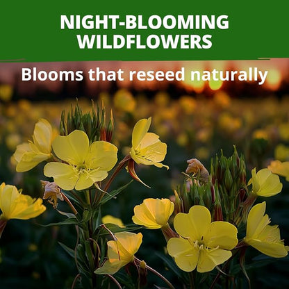 HOME GROWN Evening Primrose (Oenothera Lamarckiana) 575 Non-GMO Seeds, USDA 4-9