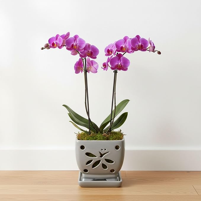 Orchid Pots with Holes Square Ceramic Orchid Planter Pots 5.5 inch (Gray)