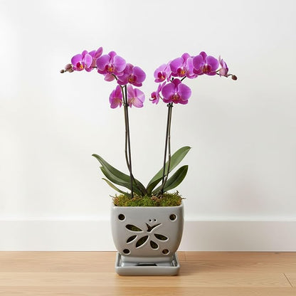 Orchid Pots with Holes Square Ceramic Orchid Planter Pots 5.5 inch (Gray)