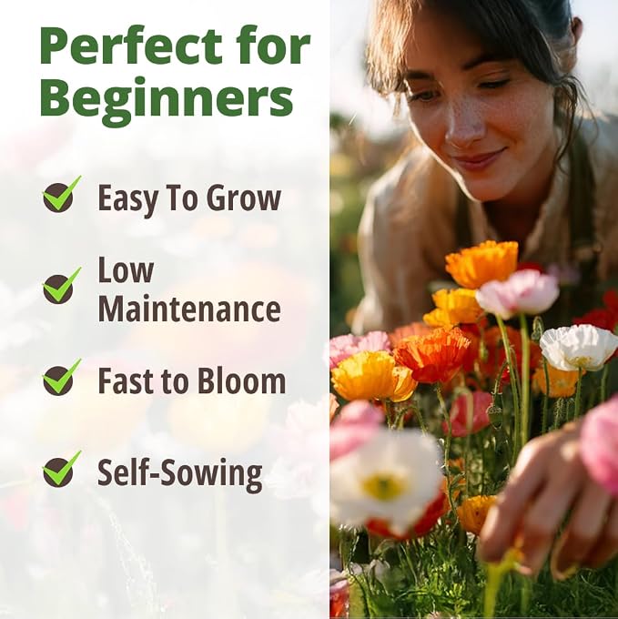 HOME GROWN California Poppy Mission Bells 2200 Seeds (2g) – Flower Seeds for Planting Outdoors, Vibrant Spring & Summer Blooms, Drought Tolerant Annual for Sunny Gardens (Eschscholzia californica)