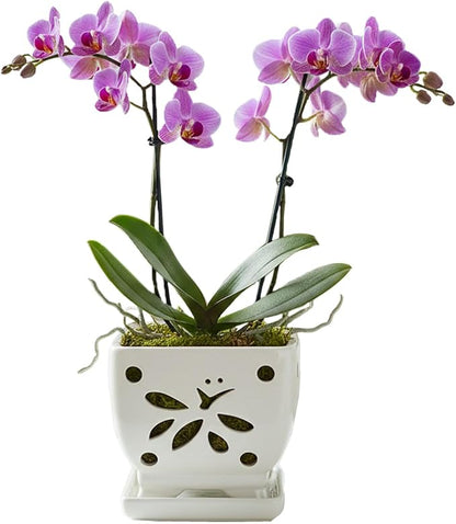 Orchid Pots with Holes Square Ceramic Orchid Planter Pots 5.5 inch (Cream)