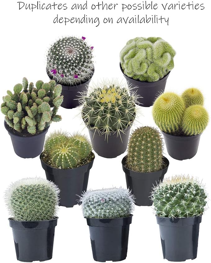 Assorted Cactus Collection 2.5" 12 pack
