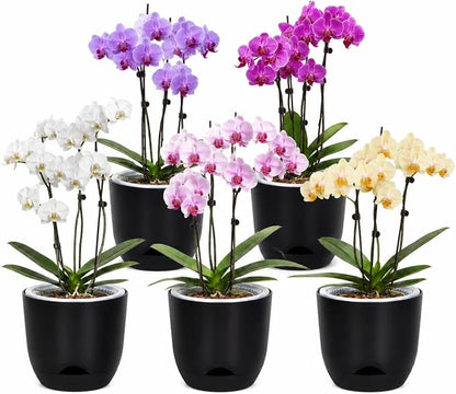 QCQHDU 5.7Inch Orchid Pots with Holes for Repotting, Double-Layer Plastic Self Watering Flower Pots for Indoor Plants with Drainage Holes, Clear Orchid Pot Match Decorative Orchid Container, 5 Packs