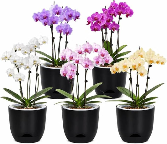 QCQHDU 5.7Inch Orchid Pots with Holes for Repotting, Double-Layer Plastic Self Watering Flower Pots for Indoor Plants with Drainage Holes, Clear Orchid Pot Match Decorative Orchid Container, 5 Packs