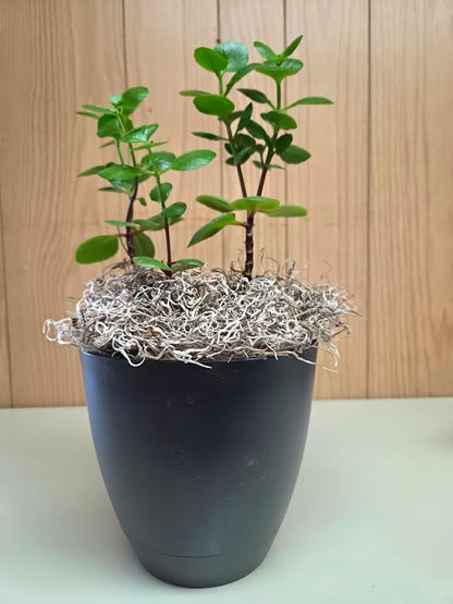 Mosser Lee Spanish Moss – Natural Decorative Moss for Houseplants, Soil Cover, Crafts, Terrariums & Floral Arrangements - 400 Cubic Inches (Approx 9oz)