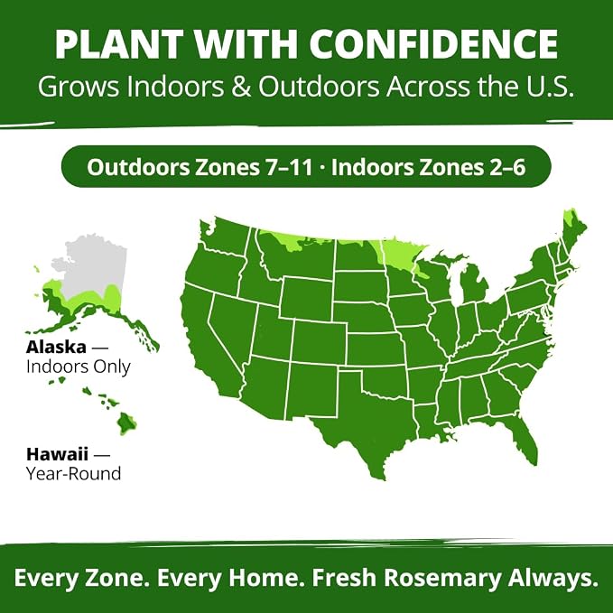 HOME GROWN Non GMO Rosemary Seeds Pack - 150 High Germinating Heirloom Herb Seeds for Planting in Indoor or Outdoor Herb Gardens (Salvia rosmarinus)