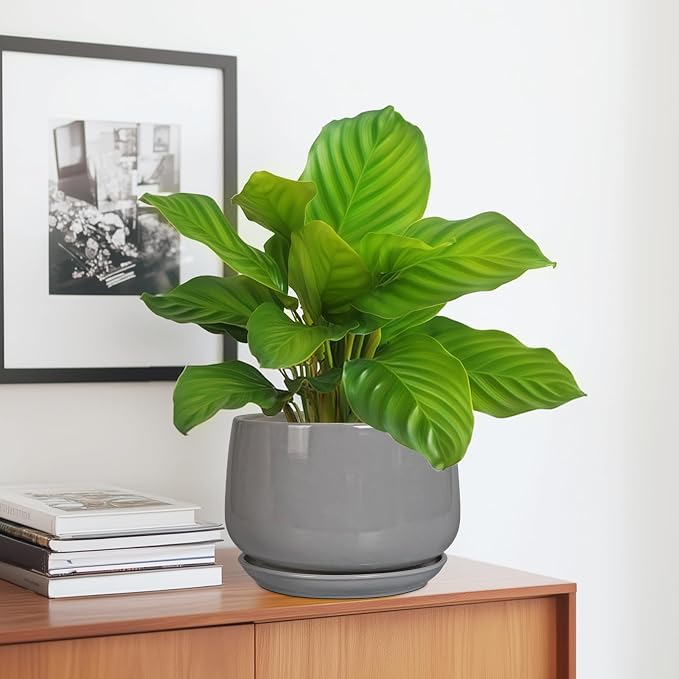 G EPGardening Ceramic Planter 7 Inch, Round, Modern, Grey | with Drainage, Ceramic Tray Included, Indoor Use, Flower & Home Decor