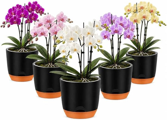 QCQHDU 5.7Inch Orchid Pots with Holes for Repotting, Double-Layer Plastic Self Watering Flower Pots for Indoor Plants with Drainage Holes, Clear Orchid Pot Match Decorative Orchid Container, 5 Packs