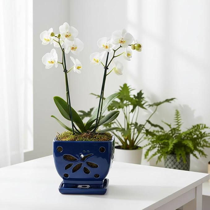 Orchid Pots with Holes Square Ceramic Orchid Planter Pots 5.7 inch (Blue)