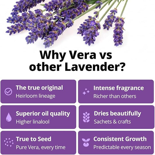 HOME GROWN Non GMO English Lavender Seeds 1,500+ Wildflower Seed for Planting Indoor/Outdoor, High Germination, Plant Flower Seeds (Lavandula antustifolia)