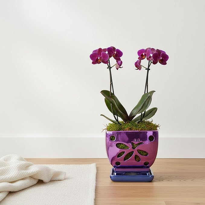 Orchid Pots with Holes Square Ceramic Orchid Planter Pots 5.5 inch (Purple)