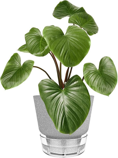 Plant Pots - 6" Orchid Pot, 5 Pack Orchid Pots with Holes - Self Watering Pots for Indoor Plants - Plant Pots with Drainage Hole and Tray Saucer (Frosted Gray)