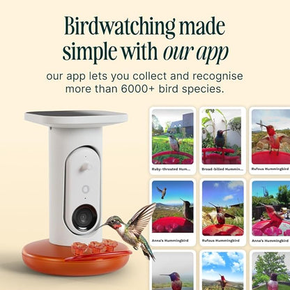Birdbuddy Solar Hummingbird Feeder with Camera, AI Bird ID, 2K Video, Photo