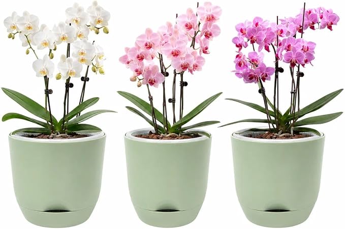 QCQHDU 5.7Inch Orchid Pots with Holes for Repotting, Double-Layer Plastic Self Watering Flower Pots for Indoor Plants with Drainage Holes, Clear Orchid Pot Match Decorative Orchid Container, 3 Packs