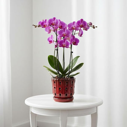 Orchid Pots 4.9Inch Ceramic Orchid Pots with Holes Set of 2 (Red)