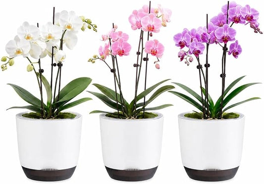 7.2Inch White Orchid Pots with Holes for Repotting, Double-Layer Plastic Self Watering Flower Pots for Indoor Plants with Drainage Holes, Clear Orchid Pot Match Decorative Orchid Container, 3 Packs