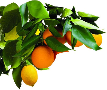 Jobe’s Garden Fertilizer Spikes, Easy Plant Care Slow Release Fertilizer for Fruit and Citrus Plants and Trees, 9 Count