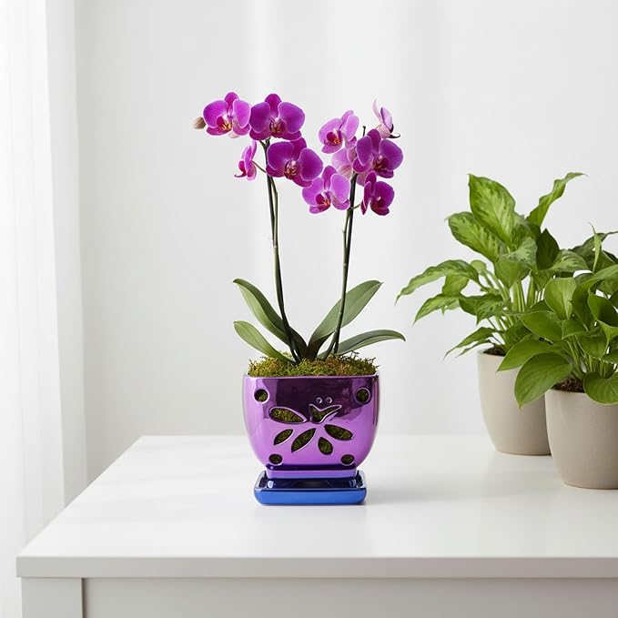 Orchid Pots with Holes Square Ceramic Orchid Planter Pots 5.5 inch (Purple)