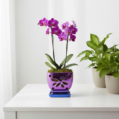 Orchid Pots with Holes Square Ceramic Orchid Planter Pots 5.5 inch (Purple)