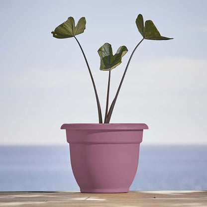 Bloem Ariana 10" Self-Watering Plastic Planter - Rolled Rim Indoor/Outdoor Garden Pot, Dusty Rose