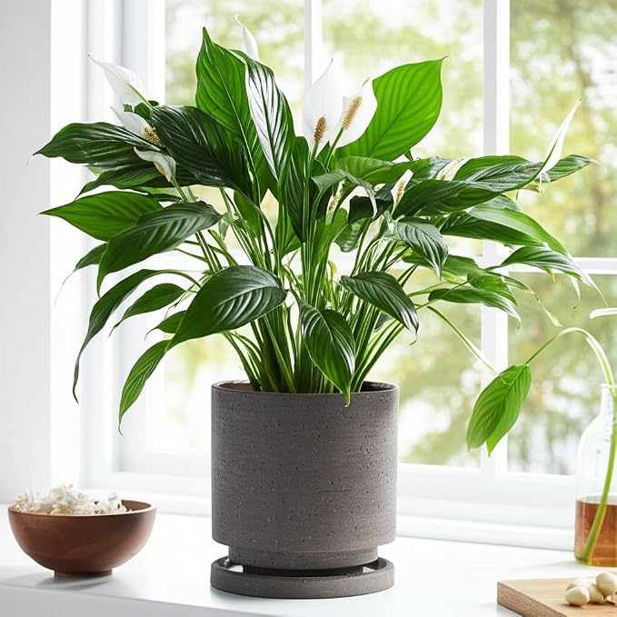 Nihow Ceramic Plant Pot Drainage Hole & Saucer for Indoor Plants, 5.7 Inch | Charcoal Gray, Cylinder Planters, Art Modem Design, Home Garden Patio Office