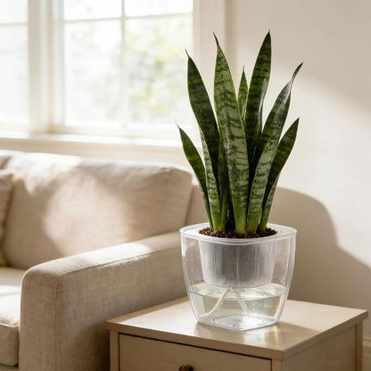 6-Pack 7 Inches Clear Self Watering Planters for Indoor Plants Large African Violet Plant Pots Plastic Wick Flower Pots with Water Injection Hole, Orchid Plant Pot Set, Clear