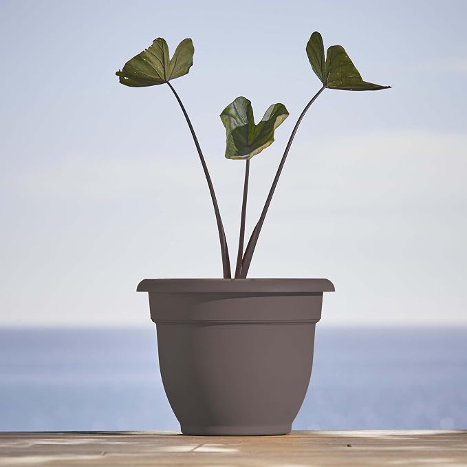 Bloem Ariana 10" Plastic Self-Watering Planter, Peppercorn | Self-watering disk at the bottom of the pot that acts as a water wick and reservoir for optimal plant health.