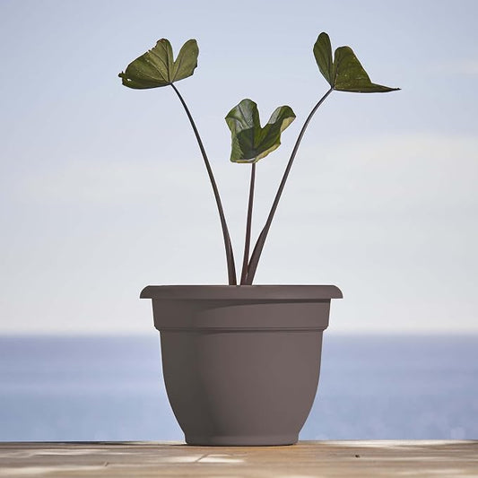 Bloem Ariana 10" Plastic Self-Watering Planter, Peppercorn | Self-watering disk at the bottom of the pot that acts as a water wick and reservoir for optimal plant health.