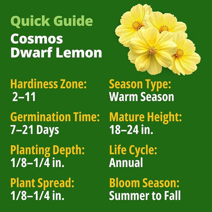 HOME GROWN Cosmos ‘Dwarf Lemon’ Seeds – 300 Dwarf Cosmos Flower Seeds for Planting, Compact Yellow Blooms, Heat Tolerant Annual for Outdoor Gardens (.2g) – Cosmos sulphureus ‘Dwarf Lemon’
