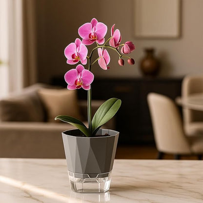 12 Pack Self Watering Pots for Indoor Plants, 5 Inches Self Watering Planters African Violet Self Watering Clear Pots for Plants Herb Orchid Flower Houseplant, Dark Grey