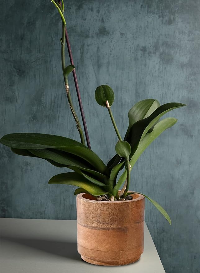 Serene Spaces Living Mango Wood Cachepot, Natural Wooden Pot for Faux Flowers & Plants, Potted Indoor Plants, Home, Office, Restaurant Decor, Coffee Table, Countertop Display (Small - Pack of 6)