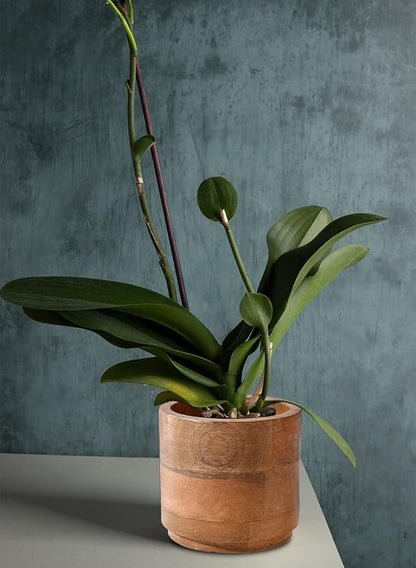 Serene Spaces Living Set of 12 Small Mango Wood Cachepot, Natural Wooden Pot for Faux Flowers & Plants, Potted Indoor Plants, Home, Office, Restaurant Decor, Measures 4.75" Diameter & 4.5" Tall