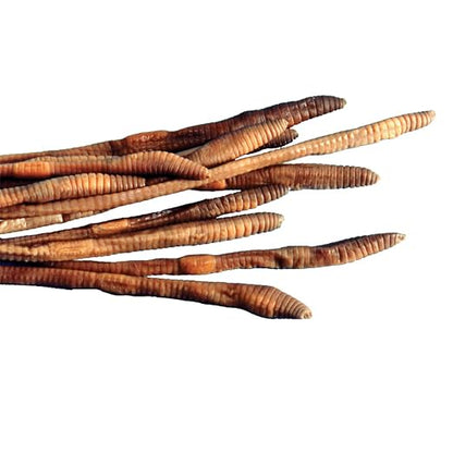 Anatomy Lab Preserved Earthworm Specimens for Dissection | Worm Dissection for Biology Classroom, Large 8-10 Inches, Vacuum Packed, 100 pack