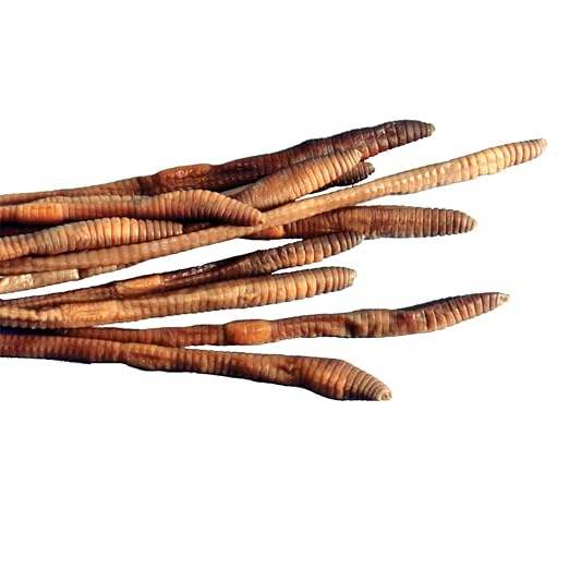 Earthworm Specimens for Dissection, Worm Dissection for Biology Classroom, Large 8-10 Inches, Vacuum Packed, 10 Pack, Preserved Earthworm Dissection Specimen, Made by Anatomy Lab | Worm Dissection for Biology Classroom, Large 8-10 Inches, Vacuum Packed...