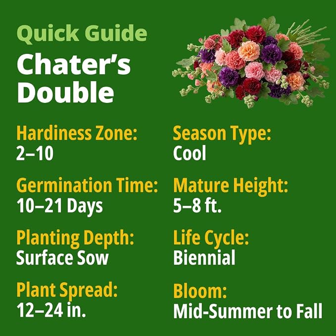 HOME GROWN Hollyhock Chaters Double Mix 2400 Seeds – Holly Hocks Seeds for Planting Spring 2026, Double Flower Hollyhock Seeds, Flower Seeds Perennial Outdoor Garden (Alcea rosea)