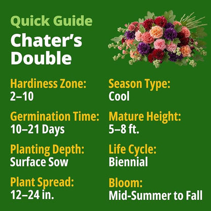 HOME GROWN Hollyhock Chaters Double Mix 2400 Seeds – Holly Hocks Seeds for Planting Spring 2026, Double Flower Hollyhock Seeds, Flower Seeds Perennial Outdoor Garden (Alcea rosea)