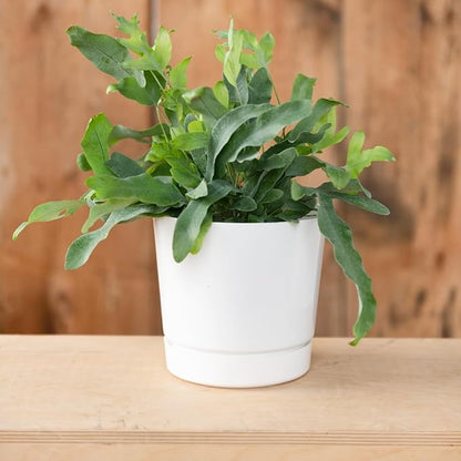 Root & Vessel Majestic Full Depth Cylinder Pot, Glossy White, 14-Inch (10142)