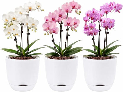 5.7Inch White Orchid Pots with Holes for Repotting, Double-Layer Plastic Self Watering Flower Pots for Indoor Plants with Drainage Holes, Clear Orchid Pot Match Decorative Orchid Container, 3 Packs