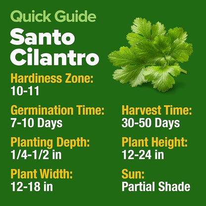 HOME GROWN Non GMO 500+ Cilantro Seeds (Fast Growing) Heirloom Coriander Seeds for Planting Indoors & Outdoors Santo Cilantro Herb for Kitchen Garden, High Germination