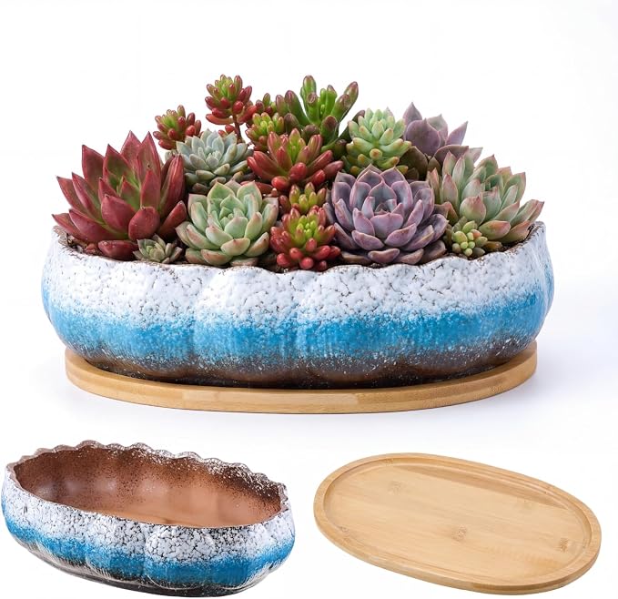 Succulent Pot 12 Inch Large Succulent Planters Ceramic Glazed Bonsai Pot with Bamboo Tray Round Shallow Planter for Indoor Cactus Flower Planter Window Box for Home Garden Decor (Blue and White)