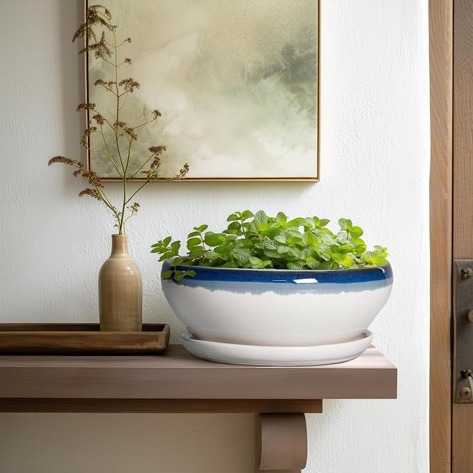 SQOWL Bonsai Pots - 10 Inch Ceramic Pots for Succulents Indoor, Shallow Planter with Drainage Hole and Saucer, Round Succulent Planters Bowl, Kitchen Decor, Housewarming Gifts, Blue Off-White