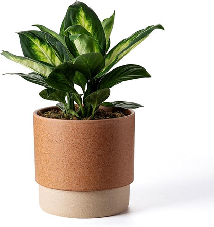 8 Inch Ceramic Self Watering Planter with Drainage Hole Terracotta | Indoor Plant Pot with Water Storage Plus - for African Violet, Herbs & Pothos - Home & Office Decor, Cylinder Round
