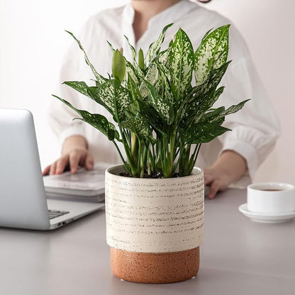 6 Inch Ceramic Self Watering Planter with Drainage Hole, Brush | Indoor Plant Pot with Water Storage Plus - for African Violet, Herbs & Pothos - Home & Office Decor, Cylinder Round