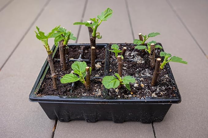 Gardzen 20 Pack Seed Starting Tray, Plant Germination Trays, Seed Starter Kit with Adjustable Humidity Vented Dome for Indoor&oOutdoor Use, Plant Growing Kit 6.6" x 4.5", Total 240-Cell, Black