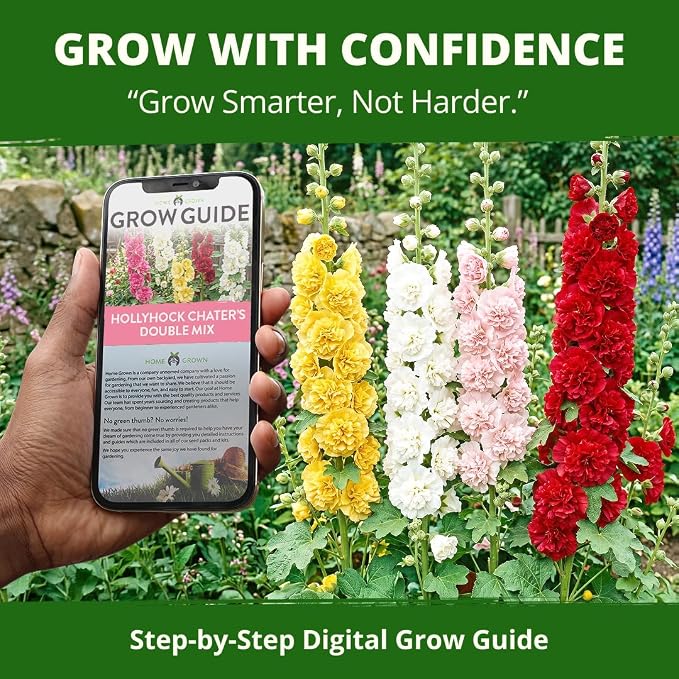 HOME GROWN Hollyhock Chater's Double Mix 100 Seeds (0.9g) – Biennial Blooms Year 2, Double Flower Hollyhock Seeds for Planting, Perennial Reseeding, Cottage Garden, USDA Zones 3–9 (Alcea rosea)